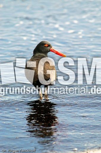 Schwarzer Austernfischer (10 von 14).jpg